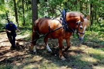 Nostalgie oder Zukunft? Holz rücken mit Pferd