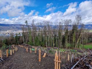 Pflanzung rund um den Wanderweg