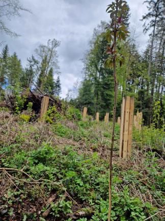 Dieser ungeschützte Holunder wurde vom Reh "gefegt", die Rinde ist beschädigt
